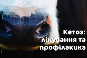 Кетоз у корів: лікування та профілактика🐮🐮