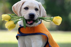 Вітаємо з міжнародним днем собак та собаководів!