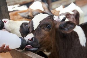 Преимущества и свойства заменителя молока