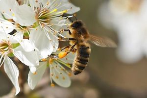 Сколько меда может собрать одна пчела? С какой скоростью летают пчелы? Почему пчелы танцуют?