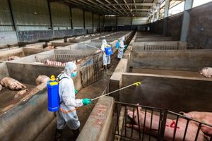 Почему так важна дезинфекция в животноводстве?