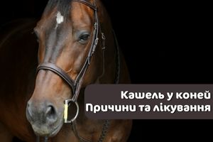 Кашель у коней: причини та лікування 🐴🐎