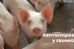 Лептоспіроз у свиней