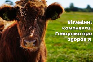 Вітаміни для сільськогосподарських тварин - запорука здоров'я та продуктивності🧬✅