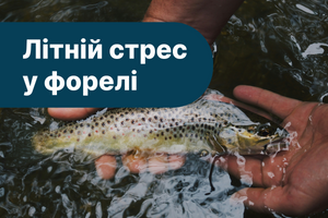 Літній стрес у форелі: як зберегти рибу та ефективно організувати годівлю в спеку