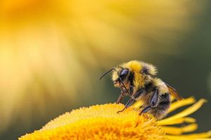Чи відомо Вам, яка тривалість життя бджоли?