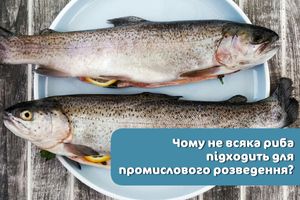 Почему не всякая рыба подходит для промыслового разведения?