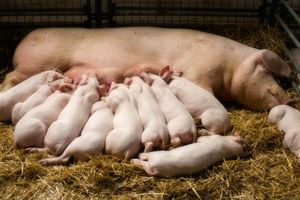 Ремонтные свиньи – будущее стада🐖🤓